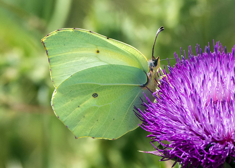 Gonepteryx cleopatra, Pieridae